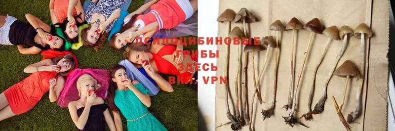 OMG как зайти  Беломорск  Псилоцибиновые грибы Magic Shrooms 